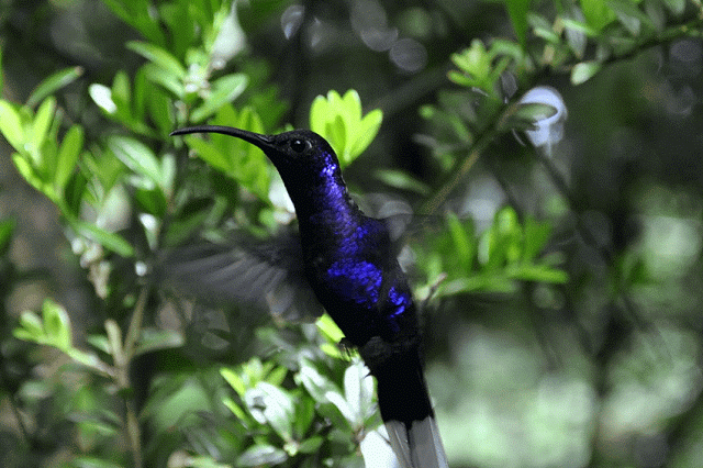 birding-tour-packaging