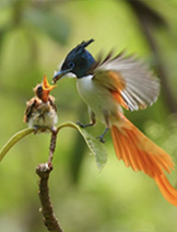 Luxury & Deluxe Birding Tours