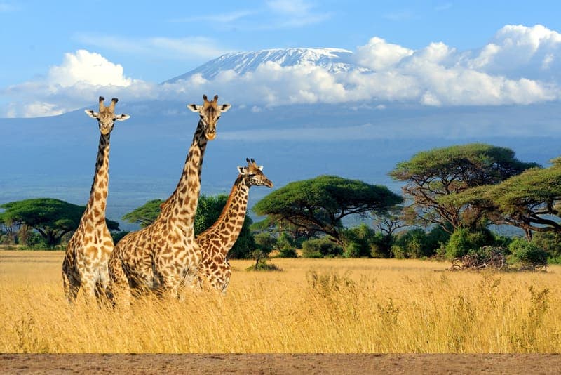 Kenya Luxury & Deluxe Tours