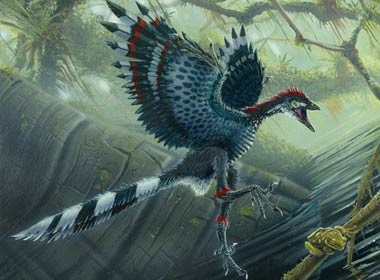 Bird - EJWebsite
